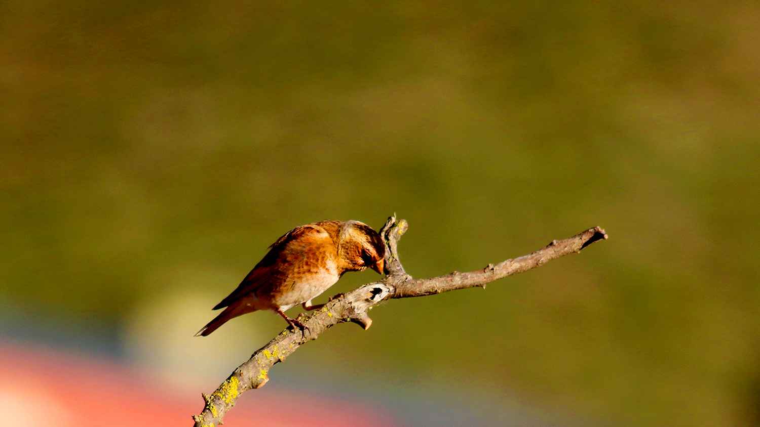 Crimson-winged Finch